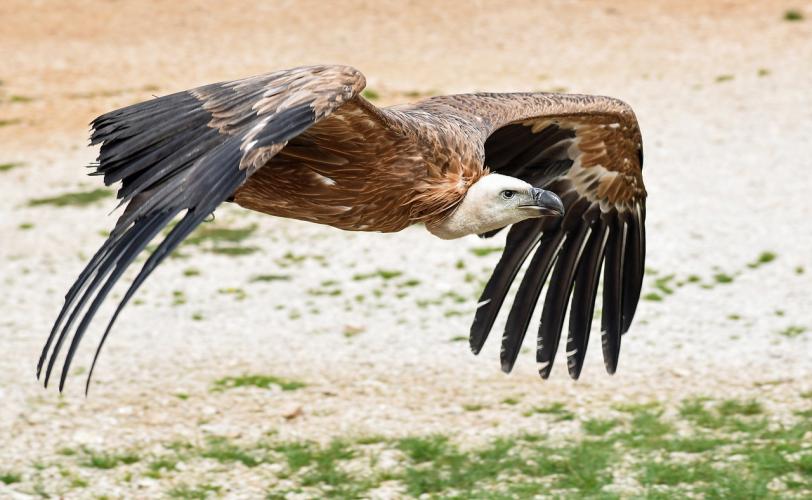 Ονειροκρίτης γύπας, όρνιο
