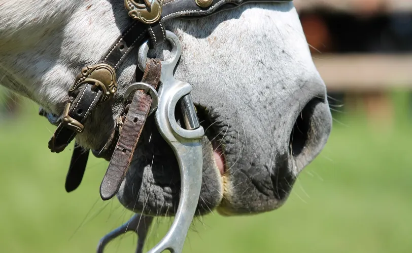 Γκέμια - ηνία