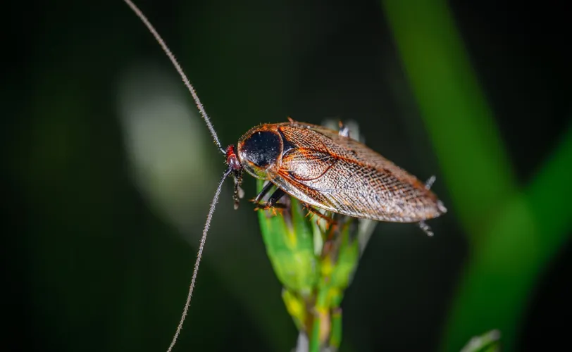 Ονειροκρίτης κατσαρίδα
