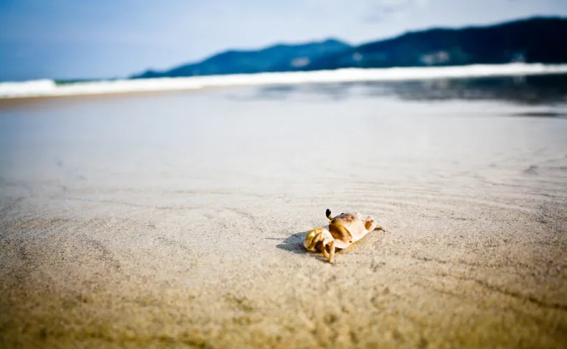 Ονειροκρίτης καβούρι