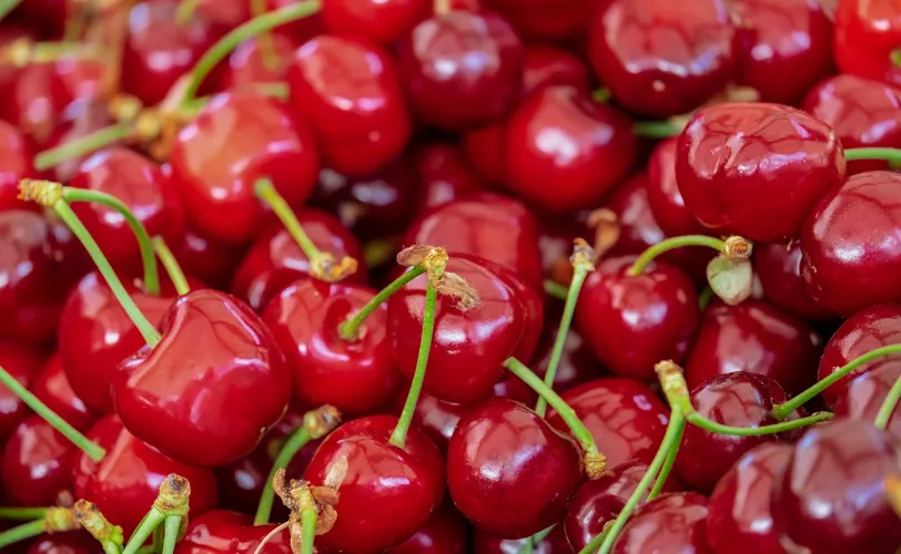 Ονειροκρίτης κερασιά