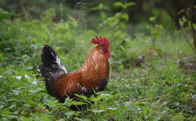 Ονειροκρίτης κόκορας