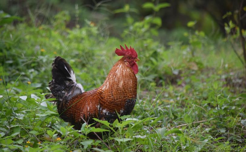 Ονειροκρίτης κόκορας