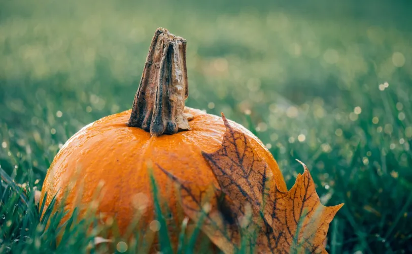 Ονειροκρίτης κολοκύθα