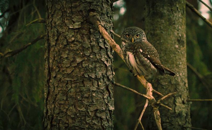 Ονειροκρίτης κουκουβάγια
