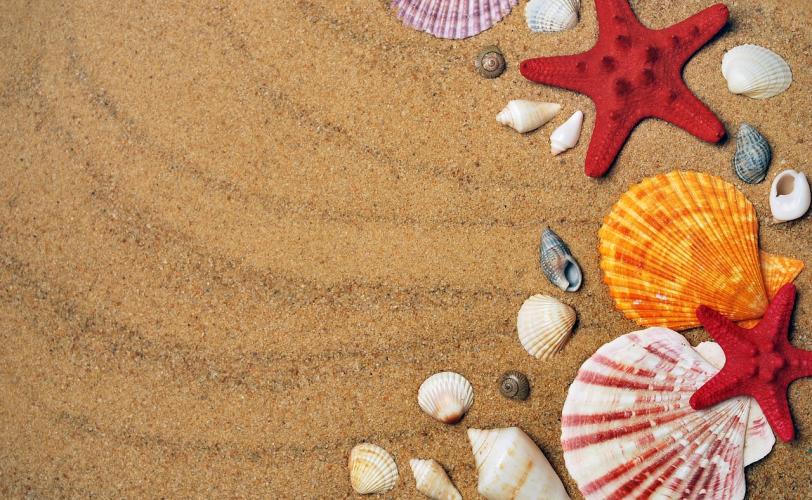 Ονειροκρίτης κοχύλια