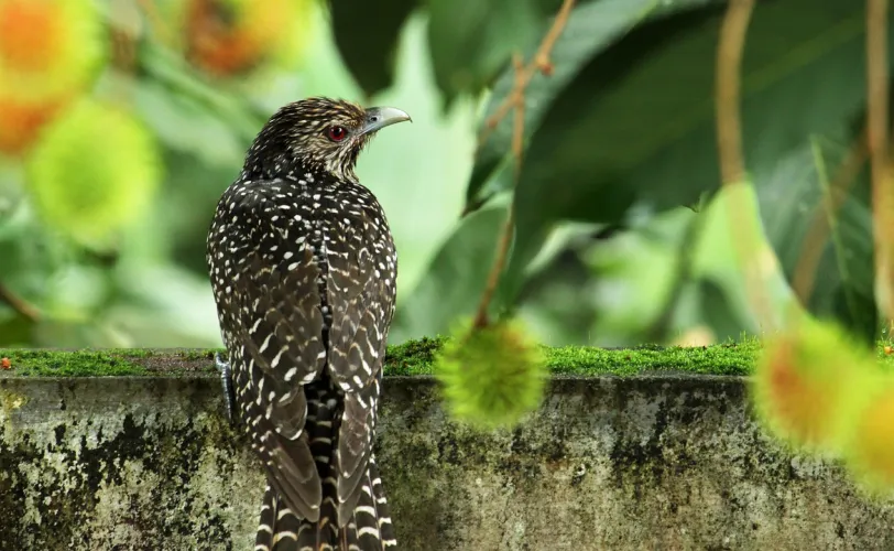 Ονειροκρίτης κούκος