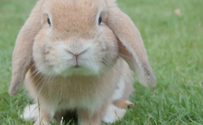 Ονειροκρίτης κουνέλι