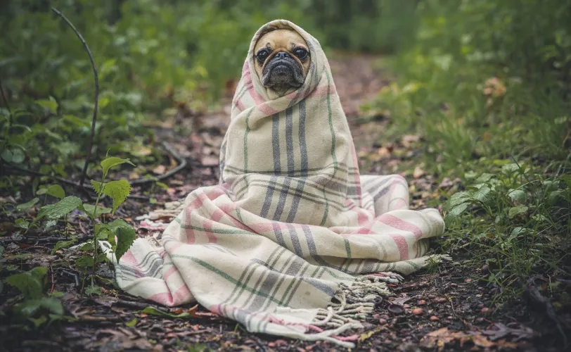 Ονειροκρίτης κουβέρτα (σκέπασμα)