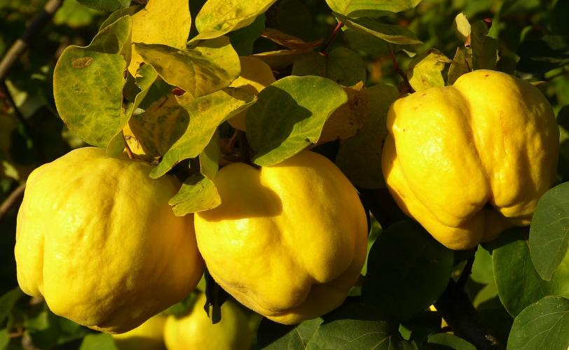 Ονειροκρίτης κυδώνι