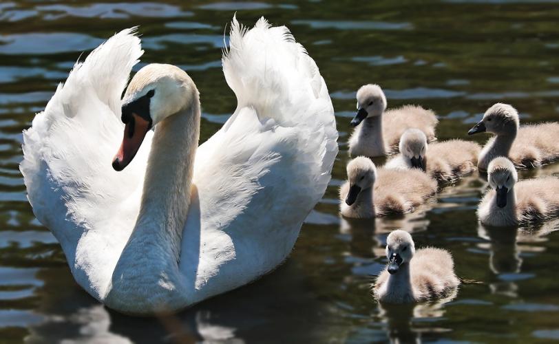 Ονειροκρίτης κύκνος