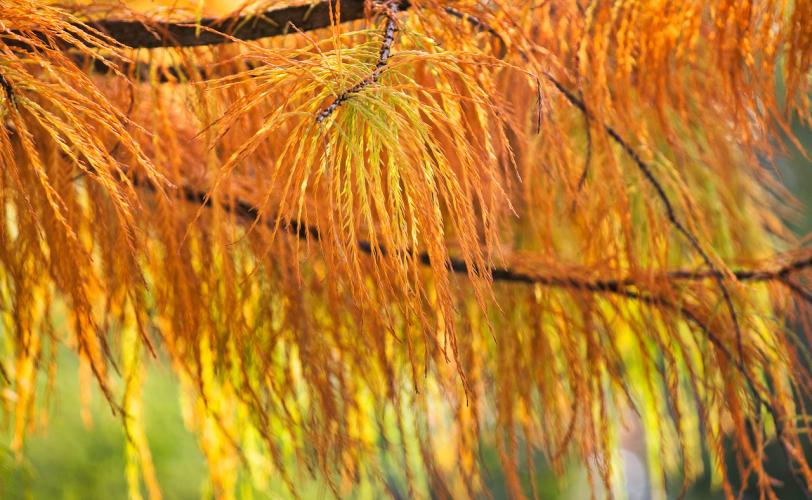 Ονειροκρίτης κυπαρίσσι