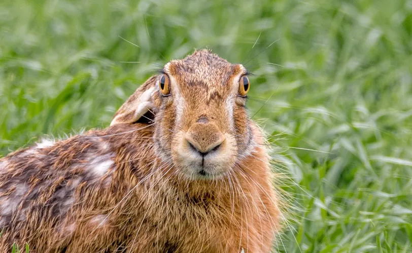 Ονειροκρίτης λαγός