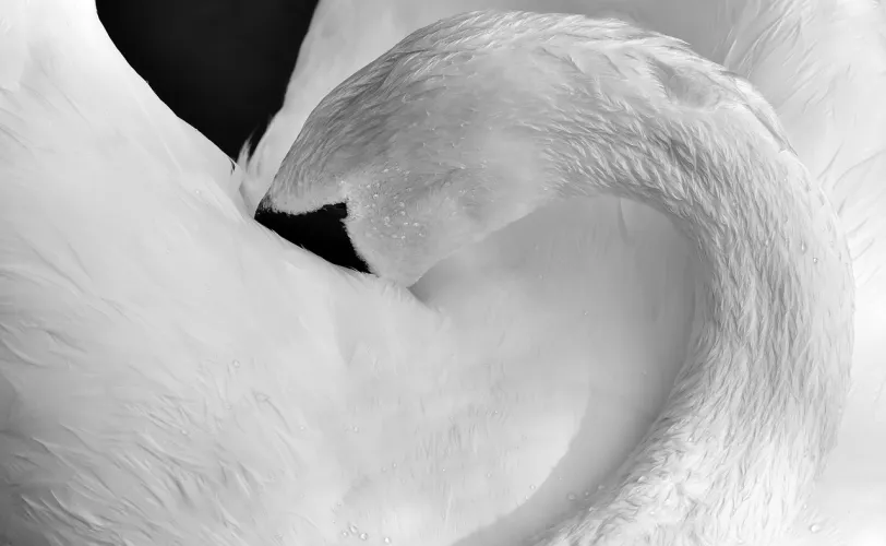 Ονειροκρίτης λαιμός