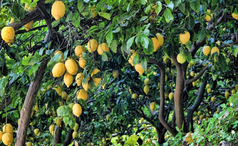 Ονειροκρίτης λεμονιά