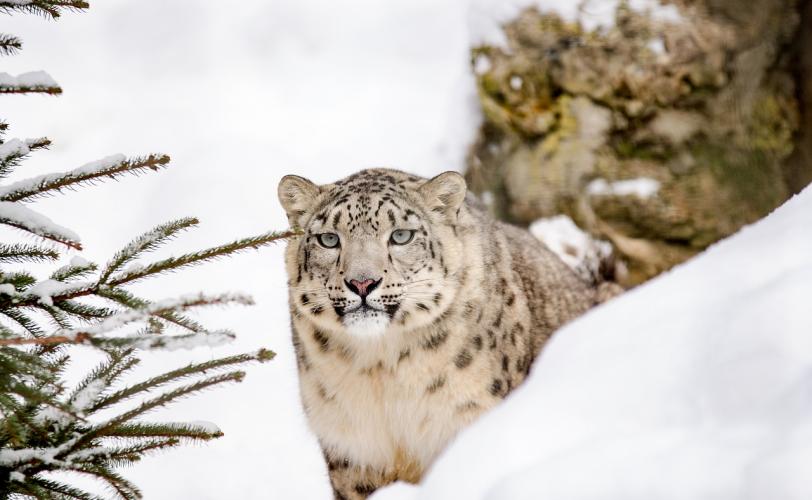 Ονειροκρίτης λεοπάρδαλη (αιλουροειδές)