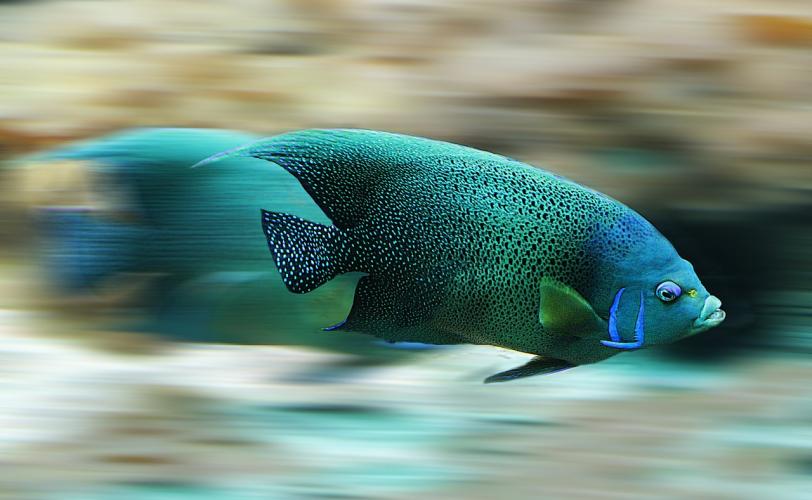 Ονειροκρίτης λέπια (ψάρια)