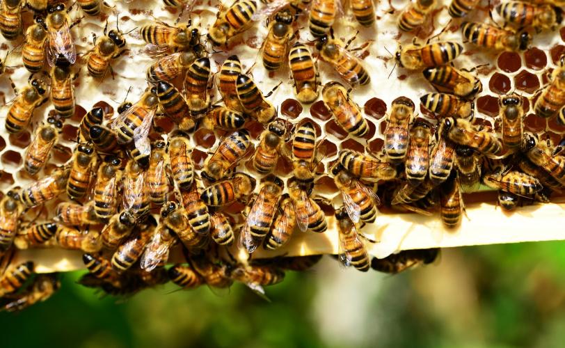 Ονειροκρίτης μέλισσα - μέλισσες