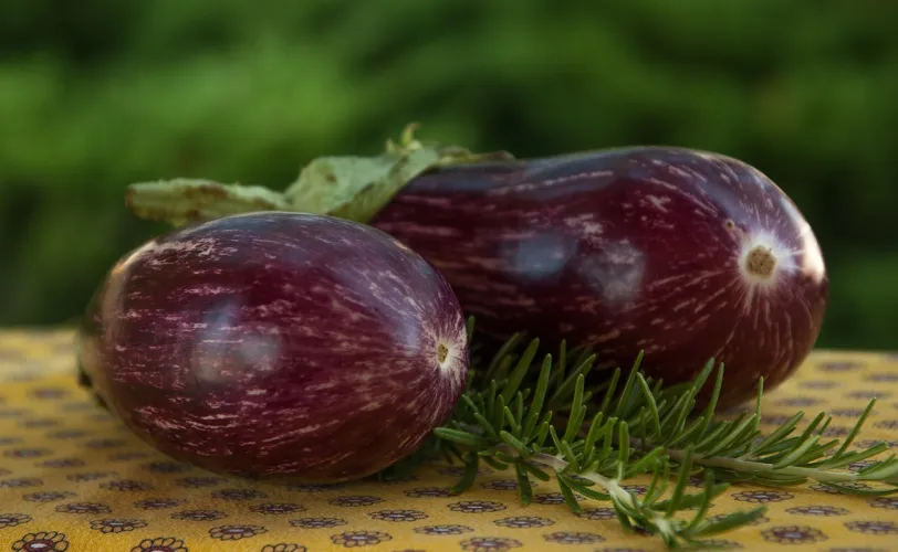 Ονειροκρίτης μελιτζάνα