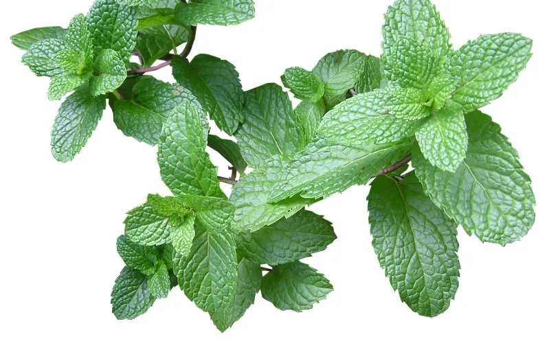 Ονειροκρίτης μέντα