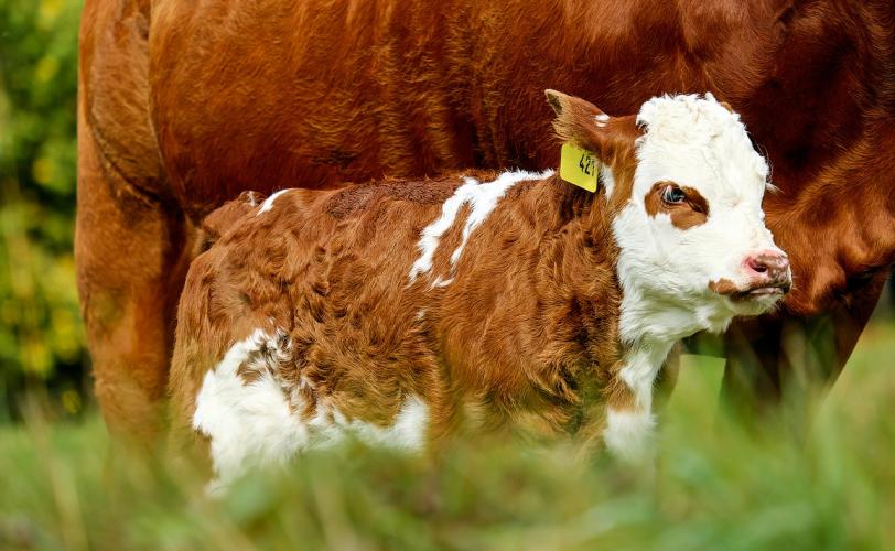 Ονειροκρίτης μοσχάρι