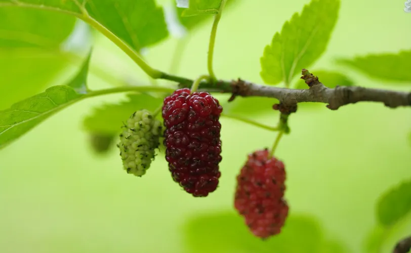Ονειροκρίτης μουριά - μούρα