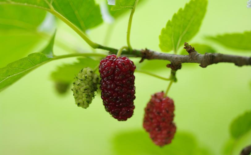 Ονειροκρίτης μουριά - μούρα