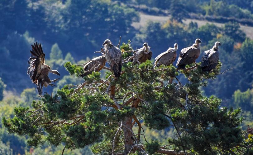 Ονειροκρίτης όρνιο - όρνεο
