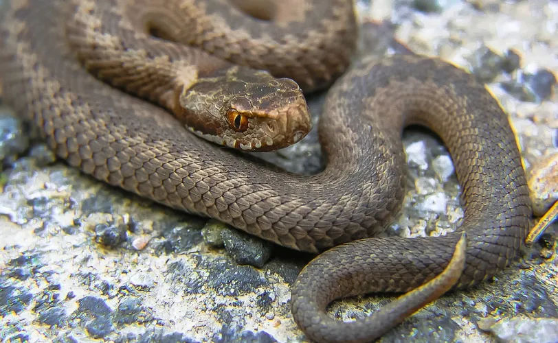 Ονειροκρίτης οχιά - φίδι