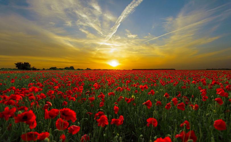 Ονειροκρίτης παπαρούνα