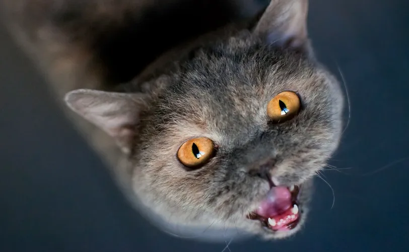 Ονειροκρίτης πείνα (πεινάω)