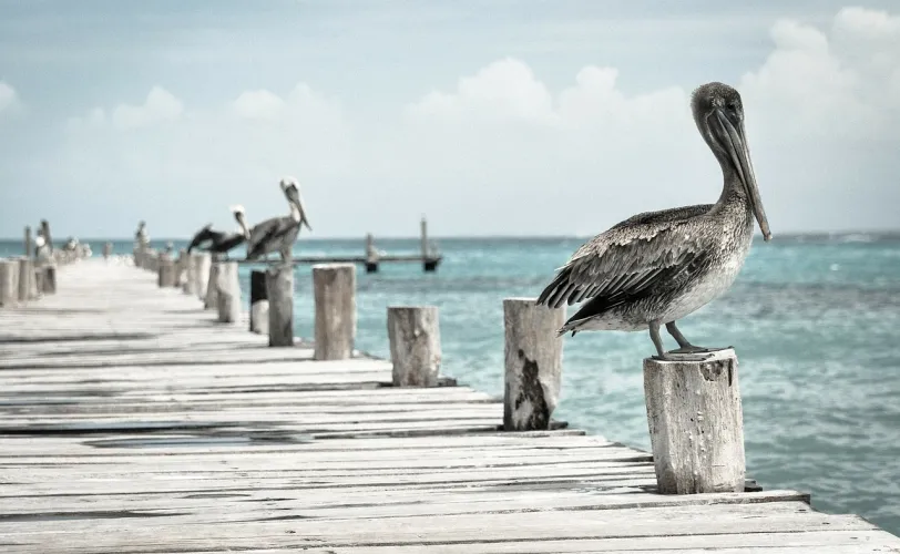 Ονειροκρίτης πελεκάνος