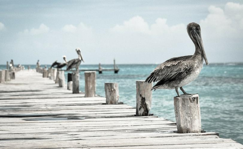 Ονειροκρίτης πελεκάνος