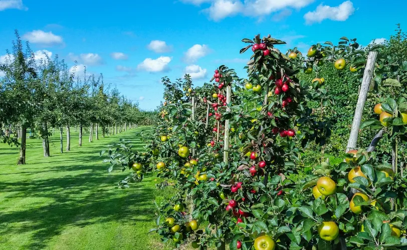 Ονειροκρίτης περιβόλι