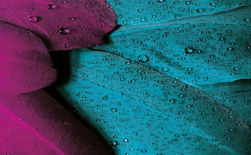 Ονειροκρίτης πούπουλα