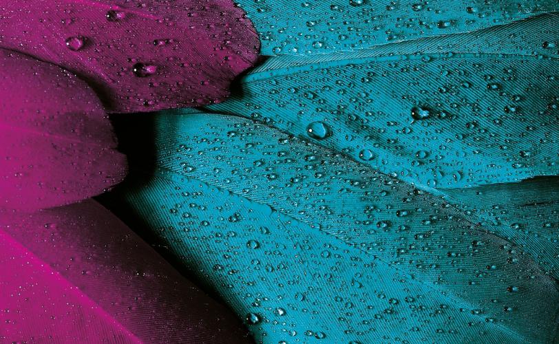 Ονειροκρίτης πούπουλα