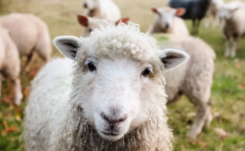 Ονειροκρίτης αρνί (πρόβατο)