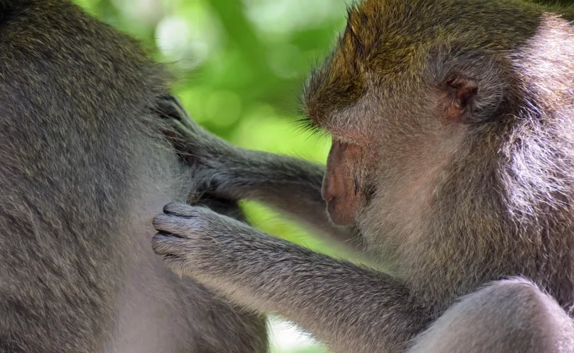 Ονειροκρίτης ψείρες