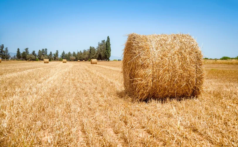 Ονειροκρίτης σανός (άχυρα)