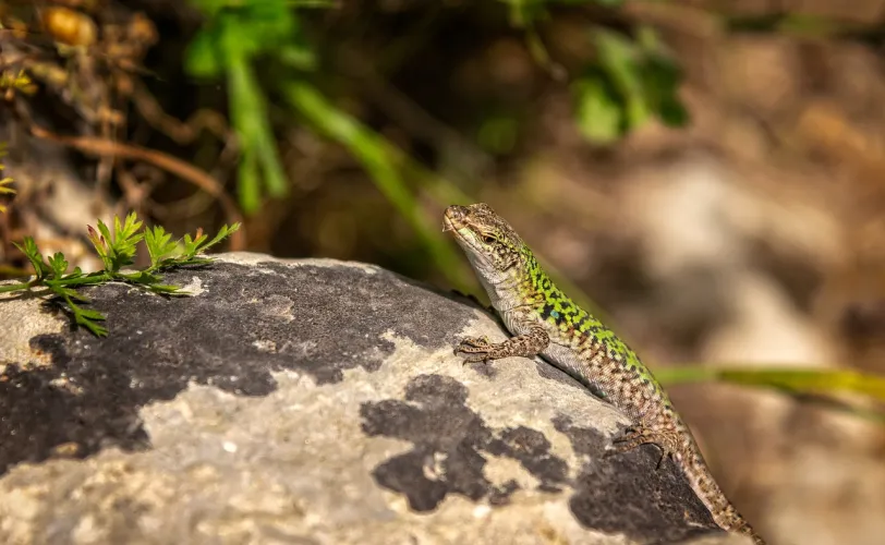 Ονειροκρίτης σαύρα