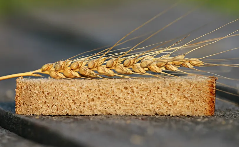 Ονειροκρίτης σιτάρι - στάρι