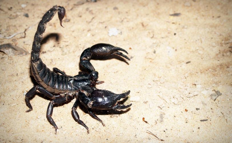 Ονειροκρίτης σκορπιός