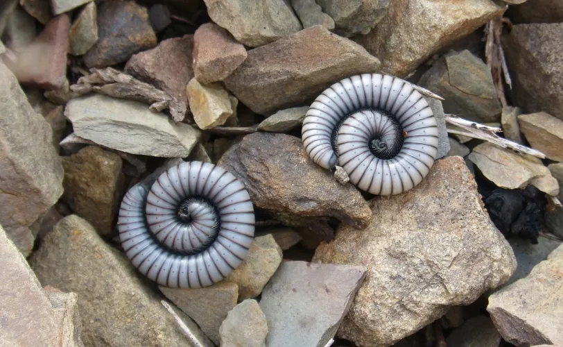 Ονειροκρίτης σκουλήκι - σκουλήκια