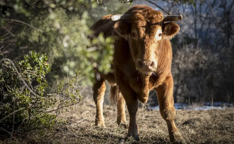 Ονειροκρίτης ταύρος