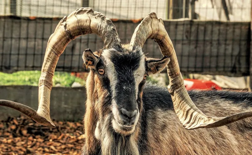 Ονειροκρίτης τράγος