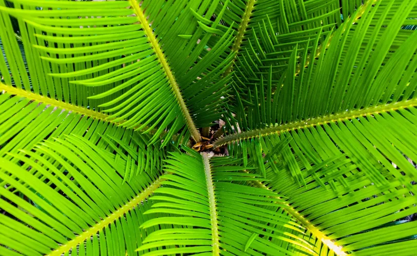 Ονειροκρίτης βάγια
