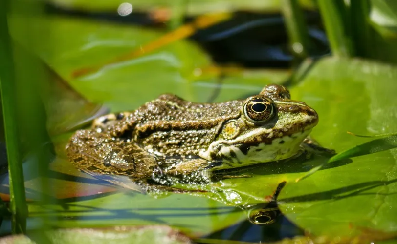 Ονειροκρίτης βάτραχος - βατράχι