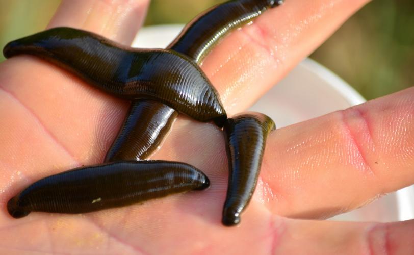 Ονειροκρίτης βδέλλα