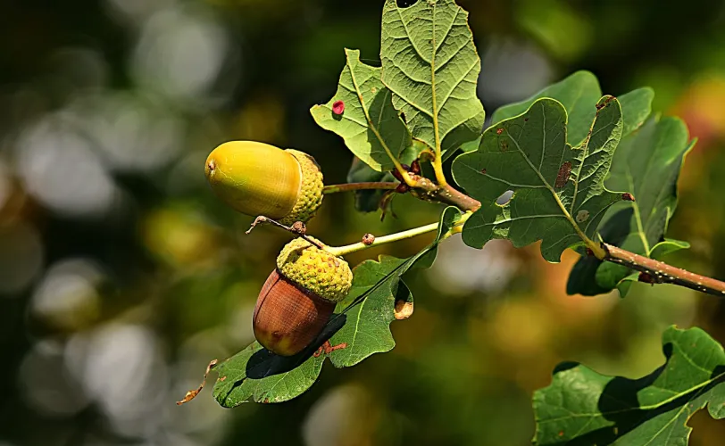 Ονειροκρίτης βελανίδι - βελανιδιά
