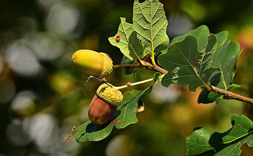 Ονειροκρίτης βελανίδι - βελανιδιά